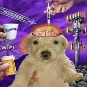 Meet your Posher, Puck